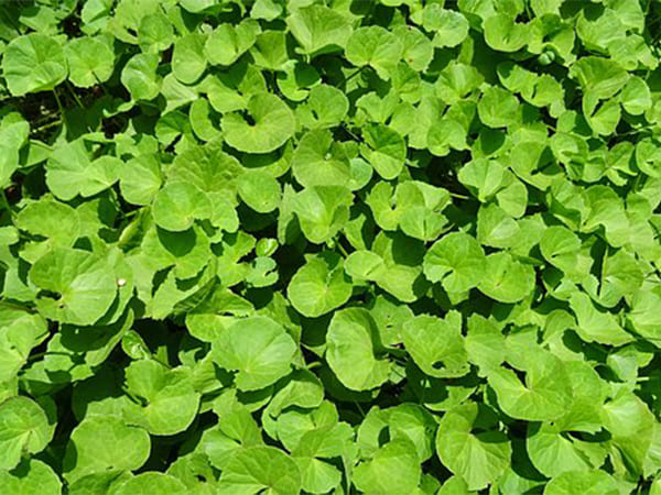 PunjabKesari Shardiya Navratri ke Upay, Shardiya Navratri Maha Upay, Shardiya Navratri 2022 Ke Upay, navratri ke achuk upay, navratri 2022 upay, Shardiya Navratri 2022 Puja Vidhi