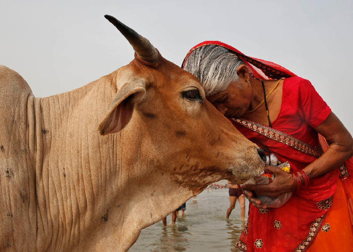 PunjabKesari, Cow, गाय, Cow Image