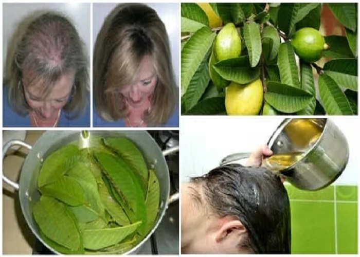 PunjabKesari, Guava Leaves Tea, Guava Leaves, hair Fall, Dandruff, Nari.punjabkesari