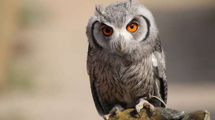 PunjabKesari, Owl, Owl Image, उल्लू