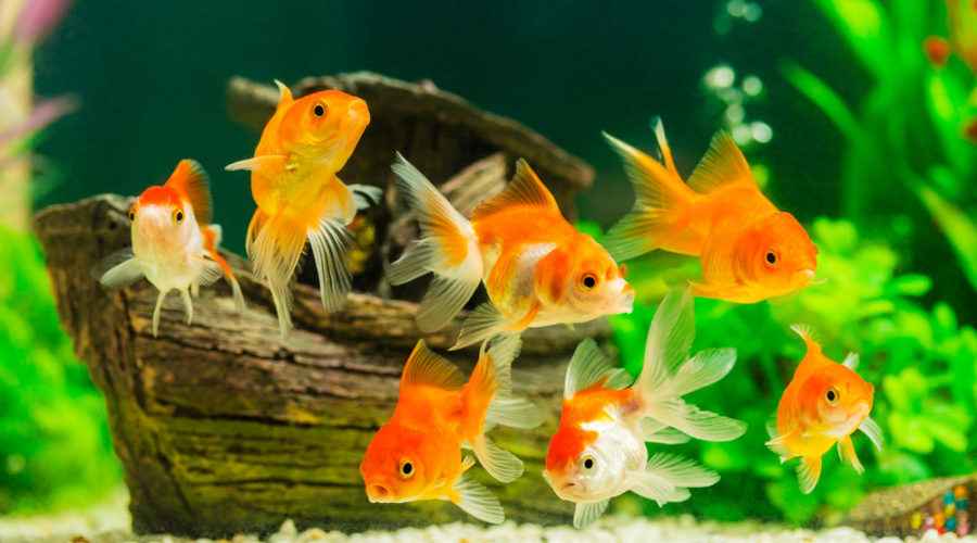 PunjabKesari, Aquarium, Aquarium connection with vastu shastra, Aquarium Image