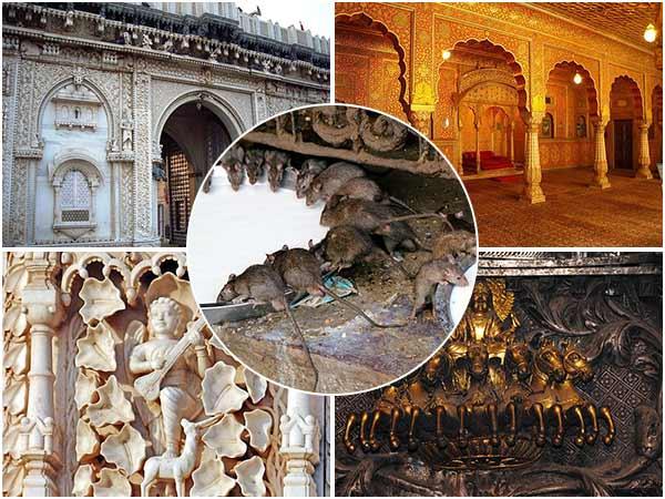 PunjabKesari, बीकानेर, करणी माता मंदिर इमेज