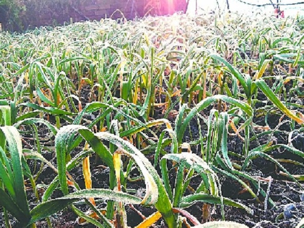 PunjabKesari, Madhya Pardesh Hindi News, Bhopal Hindi News, Bhopal Hindi Samachar, Weather conditions Of MP, Weather Report