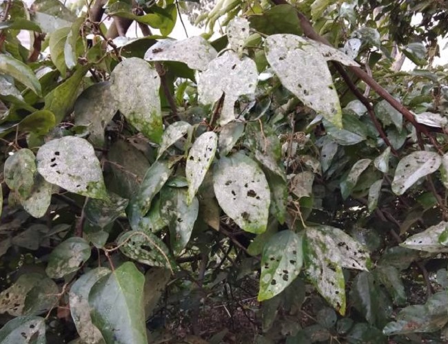 PunjabKesari, Madhya Pardesh Hindi News, Bhopal Hindi News, Bhopal Hindi Samachar, Weather conditions Of MP, Weather Report