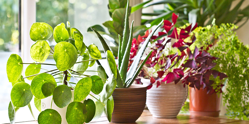 Vastu Tips For Plants