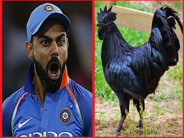 PunjabKesari, Madhya Pardesh Hindi News, Jhabua Hindi News, Jhabua Hindi Samachar, Indian cricket team, Krishi Vigyan Kendra, Kadak Nath Research Center, Advice to Virat Kohli