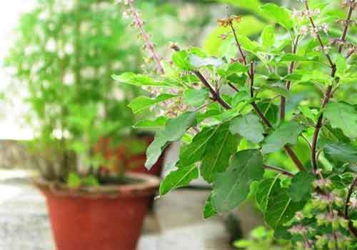 PunjabKesari, Tulsi, Tulsi Plant, तुलसी, तुलसी का पौधा