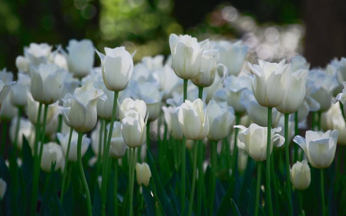 PunjabKesari, सफ़ेद फूल, White Flowers