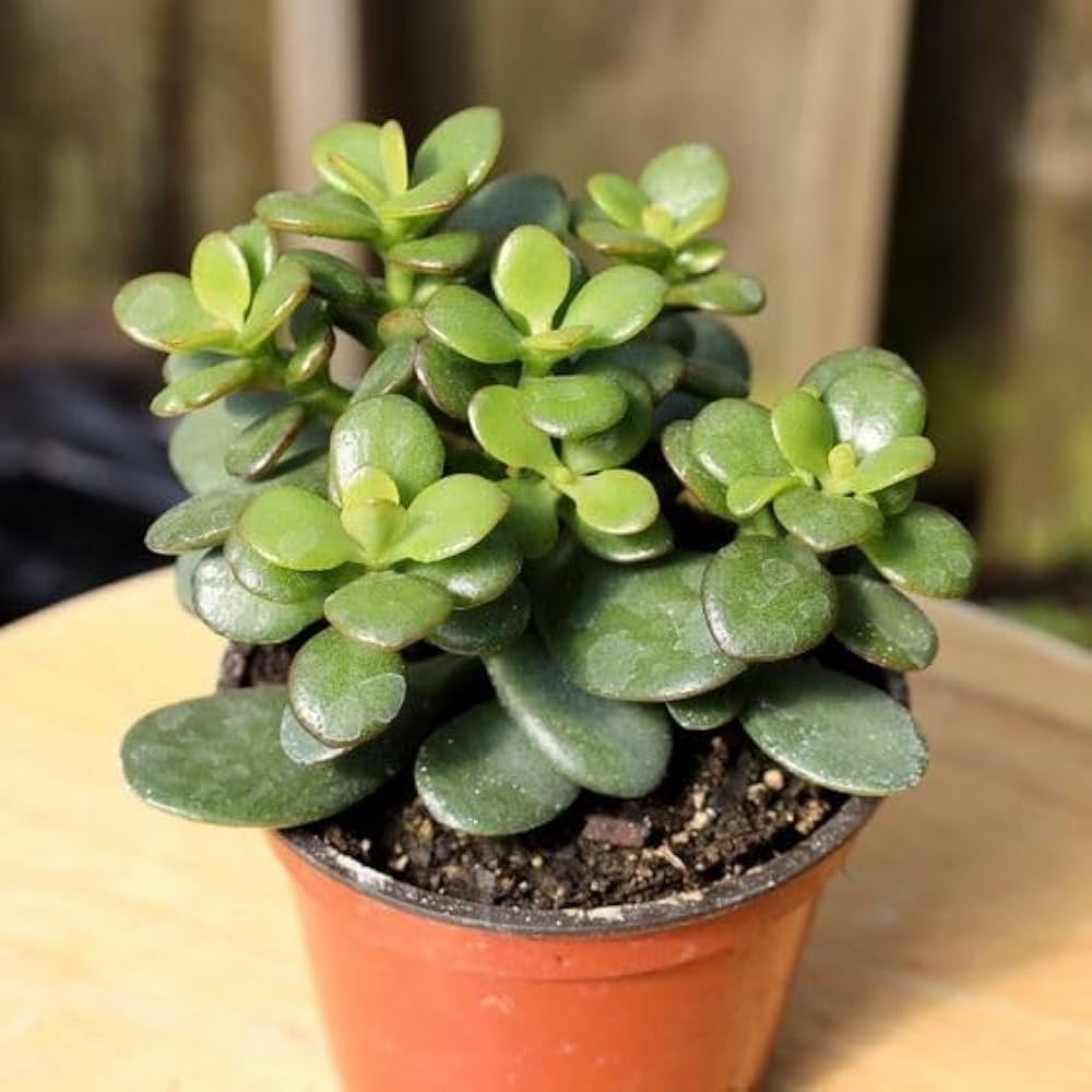 Crassula Plant Vastu Tips 