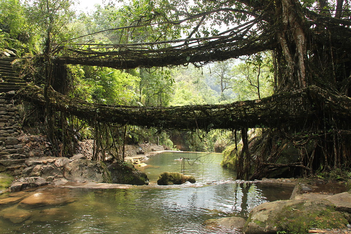 PunjabKesari, Nari, Living root bridges, Travel Place Image