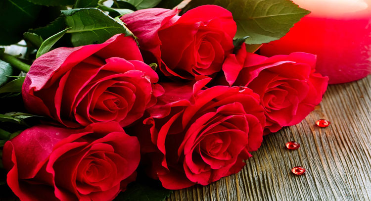 PunjabKesari, kundli tv, red rose image
