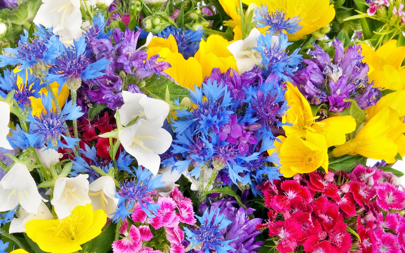 PunjabKesari, kundli tv, flowers image