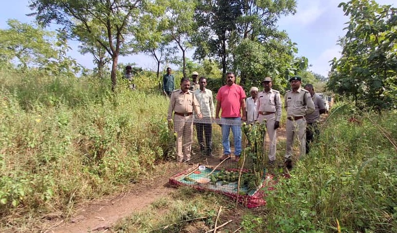 PunjabKesari, Wildlife Smuggling, Dhar News, Madhya Pradesh Forest Department, Parakeet Trafficking, Animal Cruelty, Illegal Wildlife Trade, Bhopal to Ahmedabad, Parrot Rescue, Indian Forest Law 