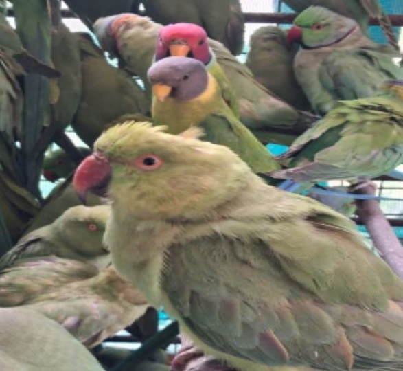PunjabKesari, Wildlife Smuggling, Dhar News, Madhya Pradesh Forest Department, Parakeet Trafficking, Animal Cruelty, Illegal Wildlife Trade, Bhopal to Ahmedabad, Parrot Rescue, Indian Forest Law 