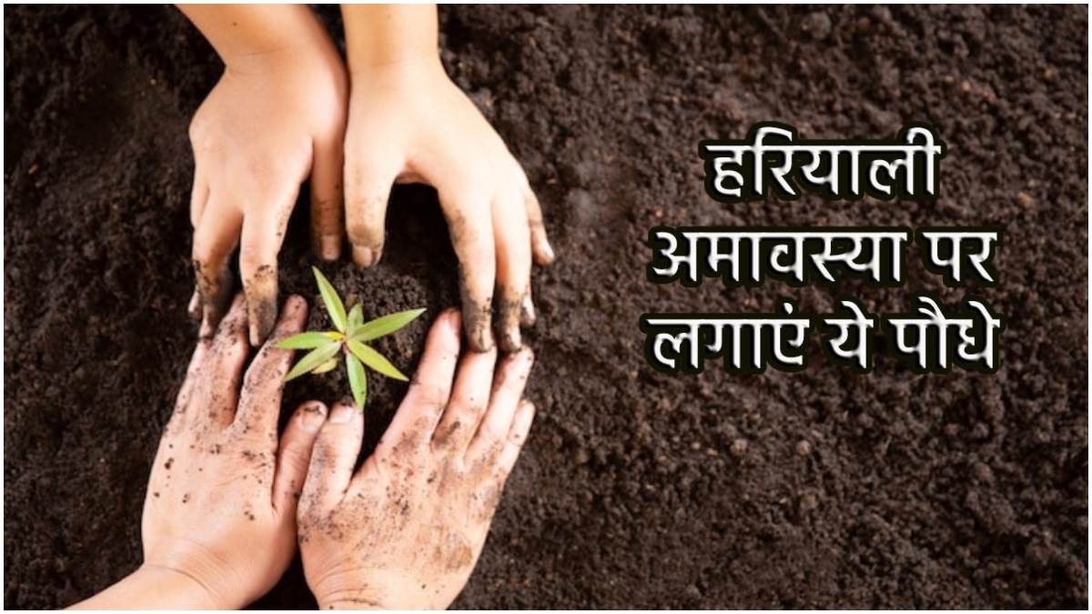 PunjabKesari Hariyali Amavasya 2025