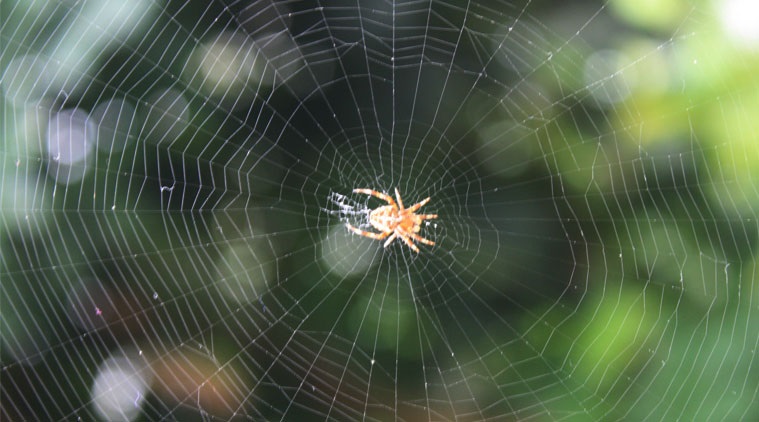 PunjabKesari, kundli tv, spider image