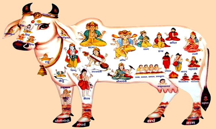 PunjabKesari, Cow, गाय, Cow Image