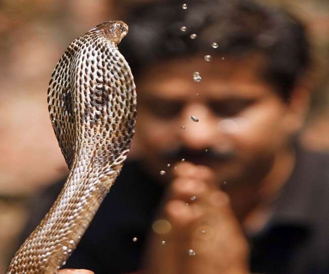 PunjabKesari, Nag Panchami 2020, Nag Panchami, Worship of Nag Devta, Nag Panchami Special Mantra, नाग देवता, नाग देवता पूजा, नाग देवता मंत्र, Mantra bhajan Aarti, Vedic Mantra In Hindi