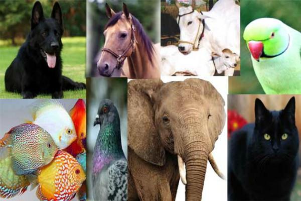 PunjabKesari Connection of birds and animals with future