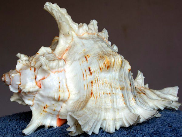 PunjabKesari, Conch, Shell, Conch Importance, Shell Importance, Benefits in Sanatan Dharam and Vastu Shastra, Conch Benefits, Shell benefits, Vastu Shastra, vastu Dosh, home vastu shastra, Basic vastu Facts