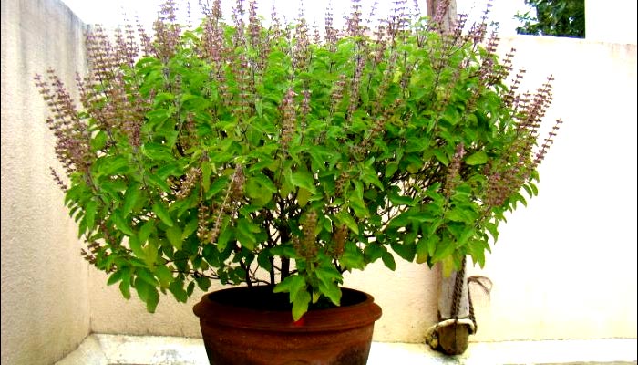 PunjabKesari, Tulsi, Tulsi Plant, तुलसी पौधा