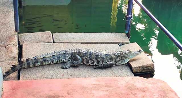 PunjabKesari Anand Padmanabha Swamy Temple