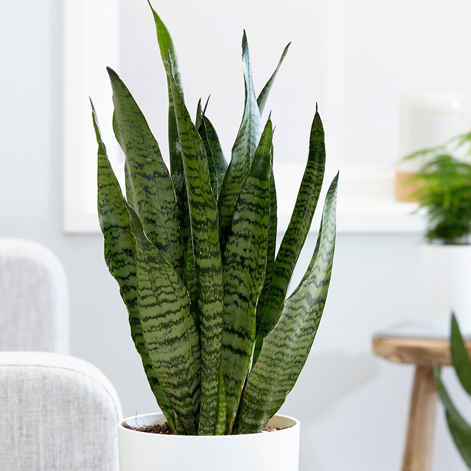 PunjabKesari,nari,snake plant