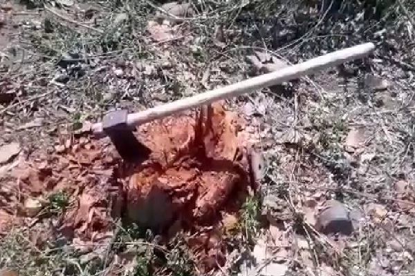 PunjabKesari, Forest, Mafia, tree, Cutting