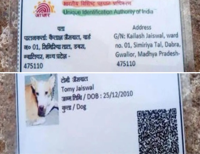 PunjabKesari, Gwalior, Dabra, Madhya Pradesh, Dog Aadhaar Card, Fake Aadhaar, Viral News, Social Media, Tommy Jaiswal, Kailash Jaiswal, Funny News, Fake ID, Aadhaar Scam, Viral Meme