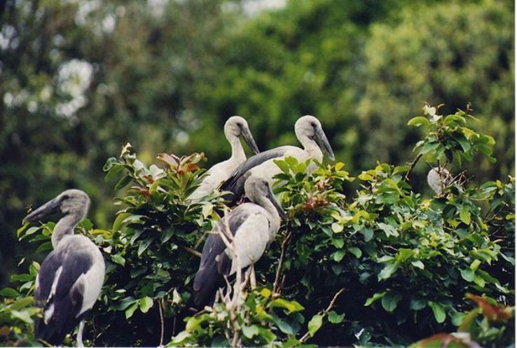 PunjabKesari,कर्नाला पक्षी अभयारण्य इमेज, Karnala Bird Sanctuary Image