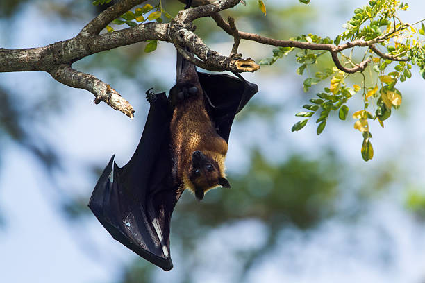 Bat in House Meaning