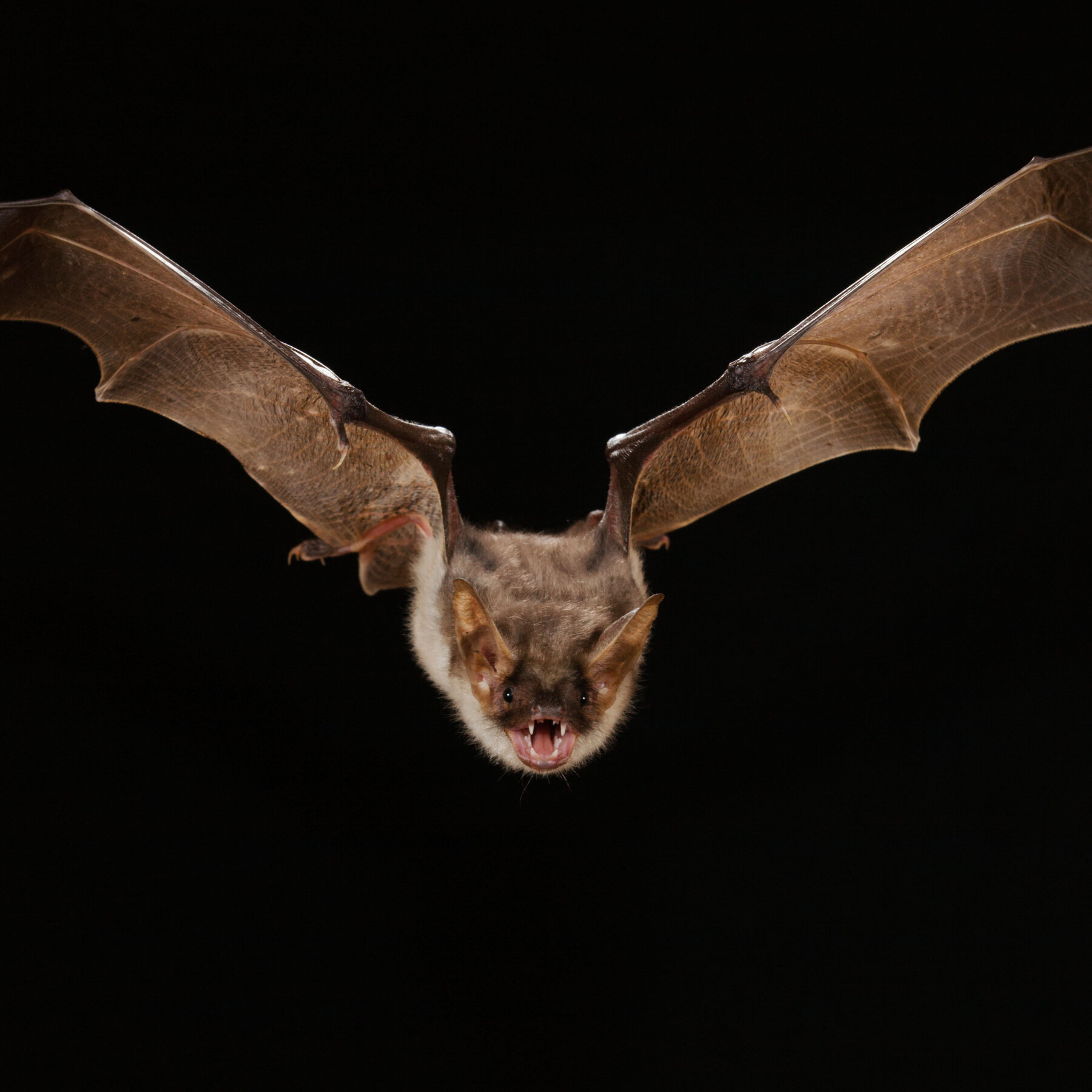 Bat in House Meaning