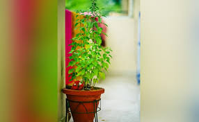 PunjabKesari Vastu Tips