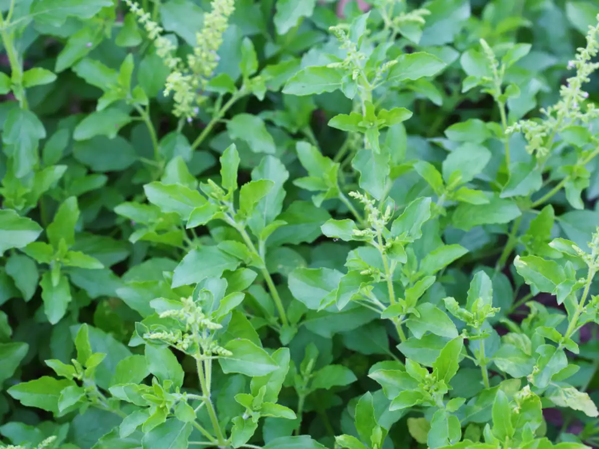 PunjabKesari, Tulsi, Basil, Tulsi Plants, Tulsi brokeno Sunday, Effects of broken Tulsi on Sunday, Tulsi Connection with sri hari vishnu, Lord Vishnu, Jyotish Gyan, Dharmik Katha, Hindi Dharmik katha, Hindu Shastra, Religious Concept