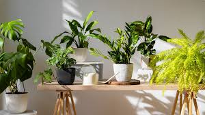 PunjabKesari Sawan Purnima 2025