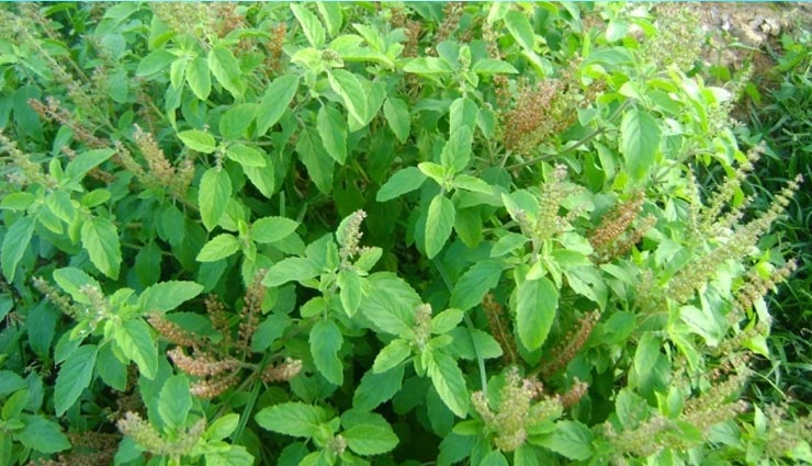 PunjabKesari, kundli tv, tulsi image