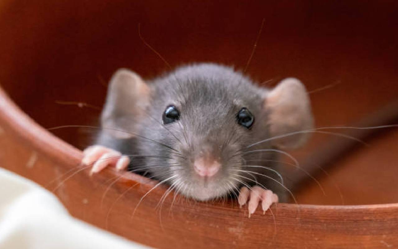 PunjabKesari Rats in Home Meaning