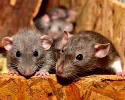 PunjabKesari Rats in Home Meaning
