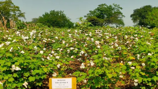 PunjabKesari, Trump Tariff, Cotton Industry, Textile Export, Madhya Pradesh, US India Trade, Cotton Farmers, Khargone Cotton, MP Textile Mills, Zero Import Duty, Global Trade 