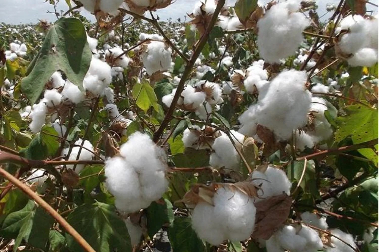 PunjabKesari , Trump Tariff, Cotton Industry, Textile Export, Madhya Pradesh, US India Trade, Cotton Farmers, Khargone Cotton, MP Textile Mills, Zero Import Duty, Global Trade