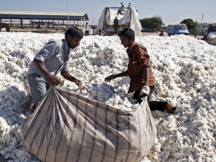 PunjabKesari, Trump Tariff, Cotton Industry, Textile Export, Madhya Pradesh, US India Trade, Cotton Farmers, Khargone Cotton, MP Textile Mills, Zero Import Duty, Global Trade 