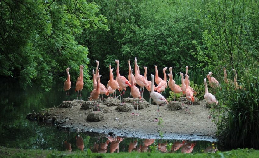 PunjabKesari,Best Bird Sanctuaries