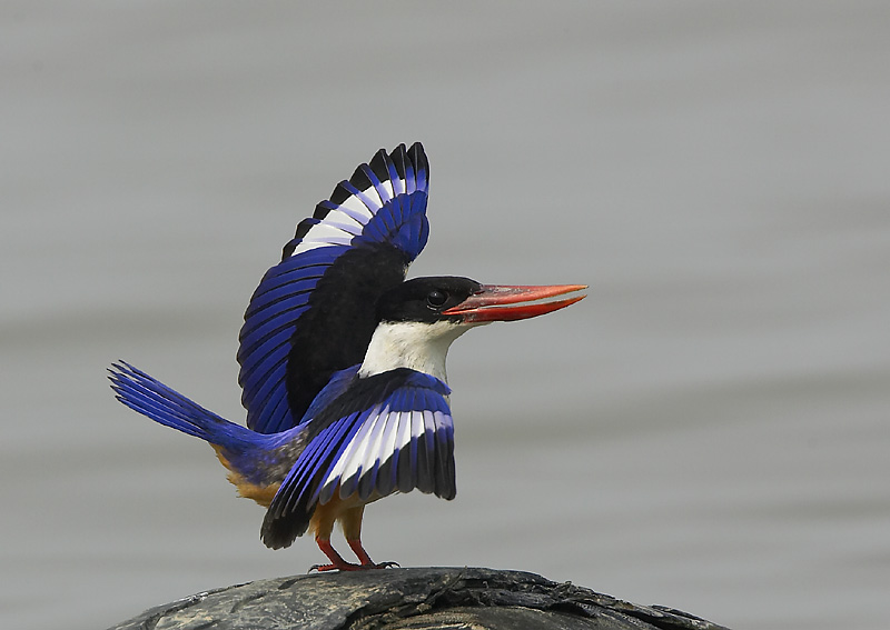 PunjabKesari,purple bird in sanctuary