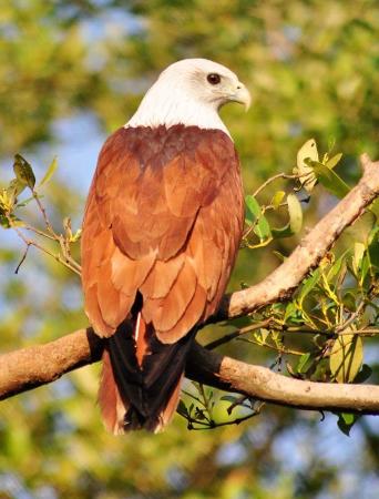 PunjabKesari, Brahmini Kite