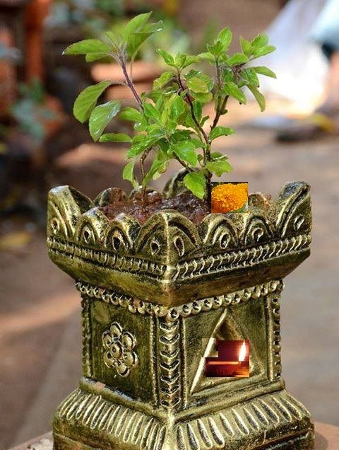 PunjabKesari, Tulsi, Tulsi Plant, Devi Tulsi, Tulsi Mata, Tulsi Worship, Tulsi Pujan, Shri Tulsi Ashtottar Shatnamavali, Mantra Bhajan Aarti, Vedic Mantra In hindi, Vedic Shalokas