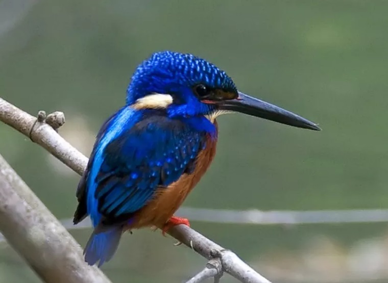 PunjabKesari,Little bittern bird