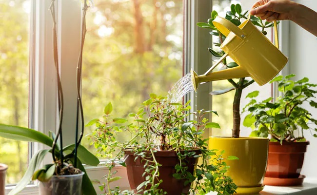 PunjabKesari Lucky Plants for Home