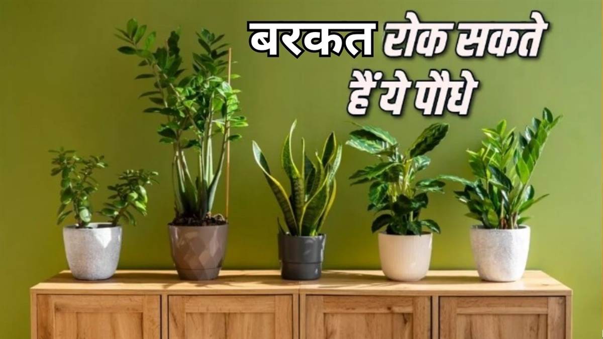 PunjabKesari  Vastu Tips for Plants