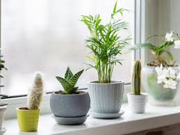 PunjabKesari  Vastu Tips for Plants