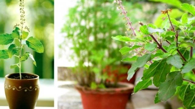 PunjabKesari, tulsi plant, tulsi, तुलसी का पौधा